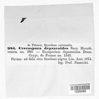 Pseudocercospora depazeoides image